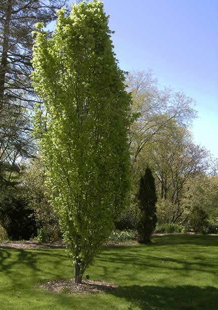 A young tree in the Royal Botanical Gardens, Burlington, Ontario, Canada.